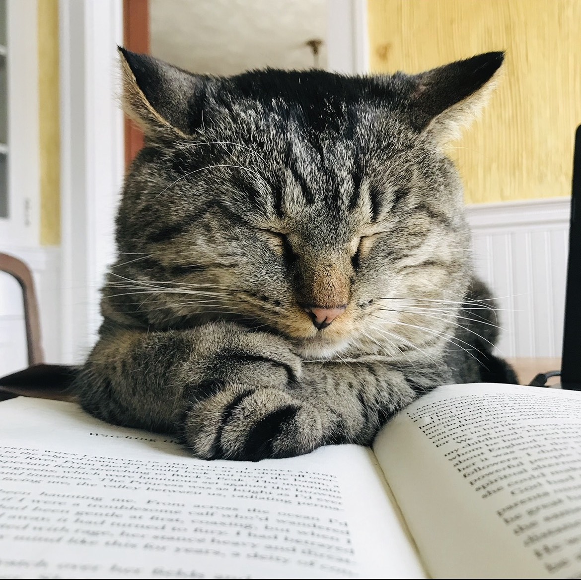 Cat cuddling up with book