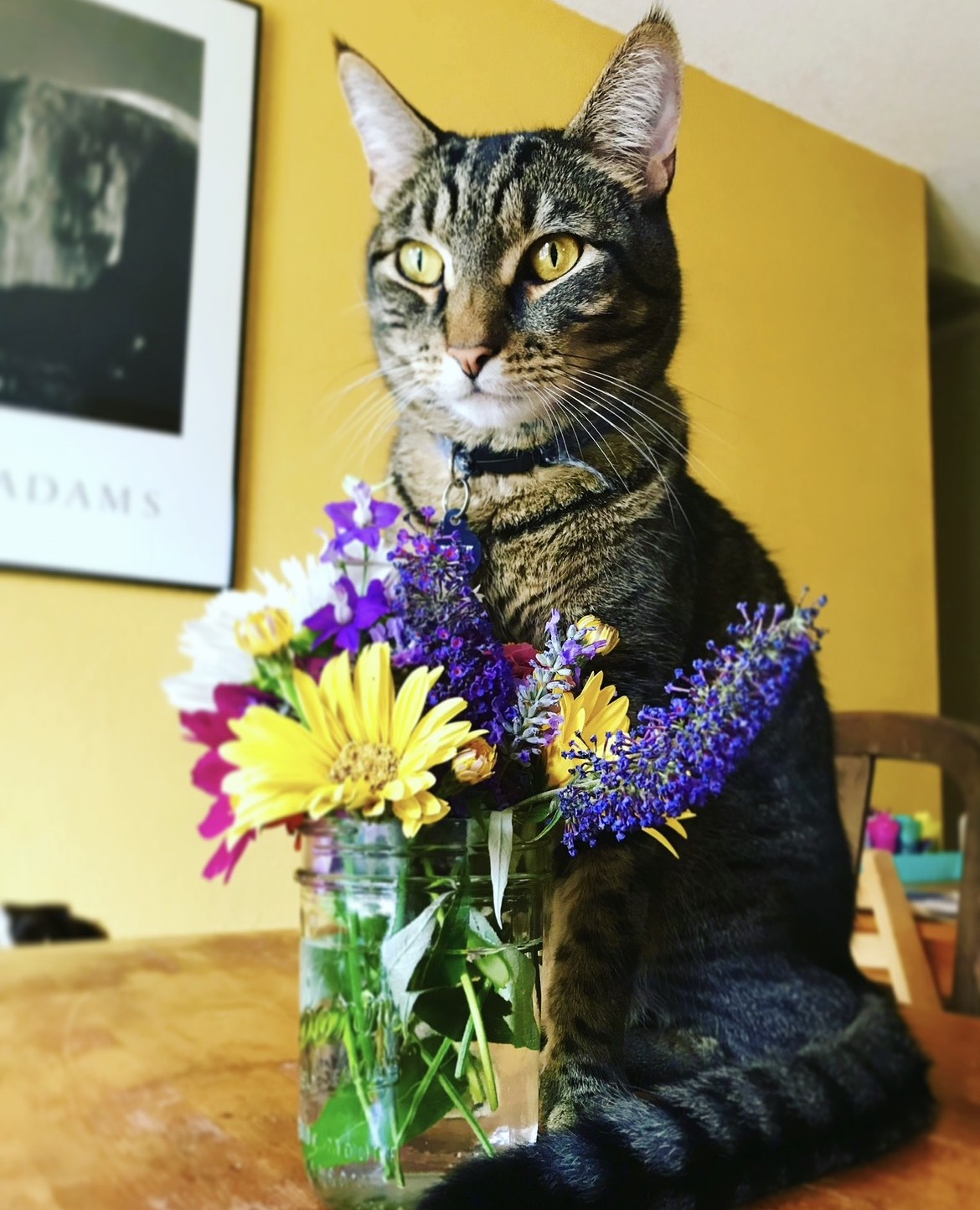 Cat with flowers on a table